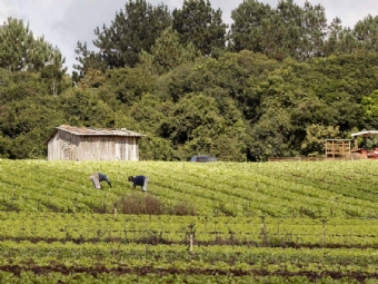 Agricultura familiar mantm produo e sustenta programas sociais