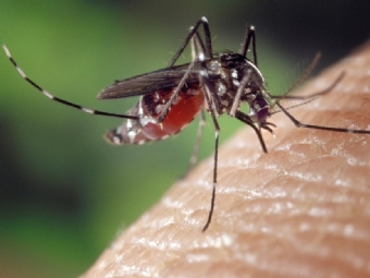 Boletim confirma 5 mil casos de dengue no Paran