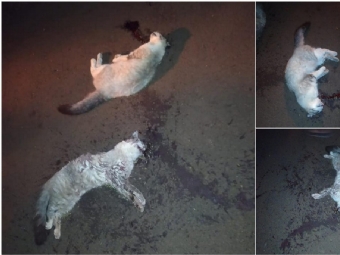 Gatos encontrados mortos com sinais de violncia revolta internauta