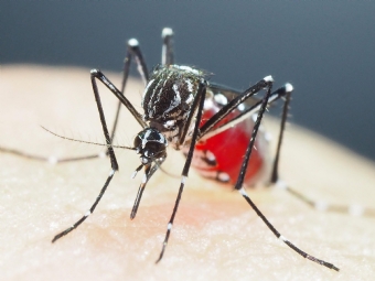 Mais de 100 pessoas morreram por dengue no Paran em um ano; Londrina foi a cidade com mais mortes