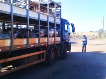 Transporte de animais recebe novas regras da Adapar no Paran