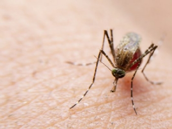 Em estado de alerta contra a dengue, Paran confirma mais 10 bitos pela doena