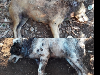 Cachorros foram mortos em um suposto ataque de Ona no Aterro Sanitrio de Campina da Lagoa