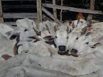 10 cabeas de gado so furtadas em Altamira do Paran 