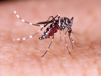 Com 27 novas confirmaes, Paran chega a 219 casos de dengue, diz Sesa