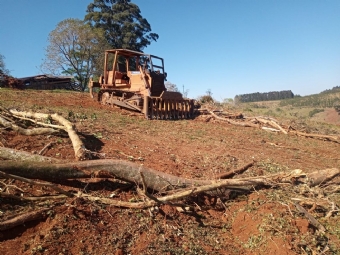 Suspeitos de cortar quase 200 rvores nativas ilegalmente so presos e multados em R$ 213 mil no Paran, diz polcia
