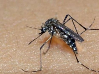 Sobe para 22 nmero de municpios em situao de epidemia de dengue no Paran