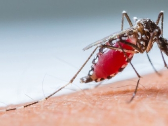 Dengue avana e j tem 67 casos confirmados na Comcam