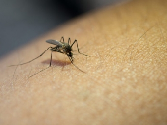 Municpio de Ubirat intensifica o combate  Dengue