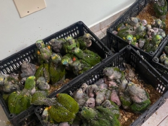 PRF apreende 166 filhotes de papagaios e duas pessoas so detidas por trfico de animais silvestres