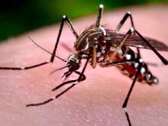 Paran confirma cinco mortes causadas pela Dengue e 1.023 novos casos em uma semana
