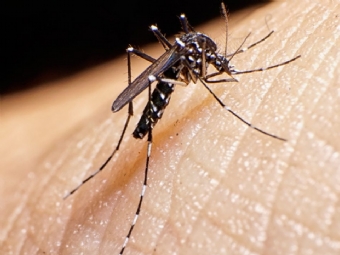Paran registra mais 106 casos de dengue e o primeiro de Zka do perodo epidemiolgico