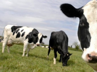 Vacas so roubadas no interior de Mato Rico 