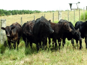 05 cabeas de gado so furtadas de propriedade rural em Campina da Lagoa