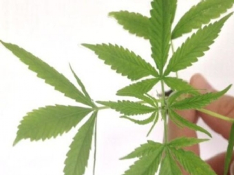 Medicamento à base de Cannabis é liberado pela Anvisa; já são 10 no Brasil