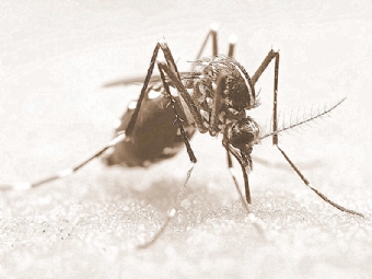 Paran registra stima morte por dengue desde agosto, diz boletim; total de casos chega a 3.424