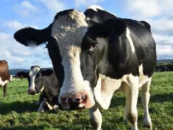 Ministrio da Agricultura investiga suspeita de vaca louca