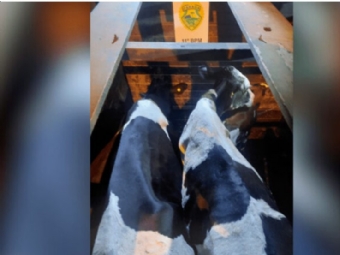 Patrulha Rural da Polcia Militar recupera gado furtado durante patrulhamento preventivo de rotina em Roncador