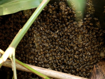 Operador de Mquinas morre ao ser atacado por enxame de abelhas em Quinta do Sol