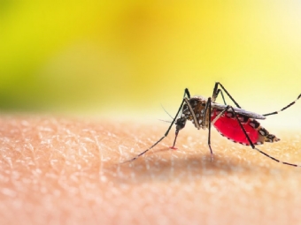 Cascavel confirma 5 morte por dengue do perodo atual