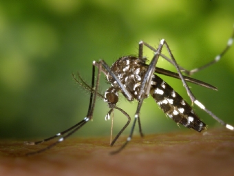 Boletim da Sesa confirma 83 novos casos de dengue no Paran; 187 municpios tm registros