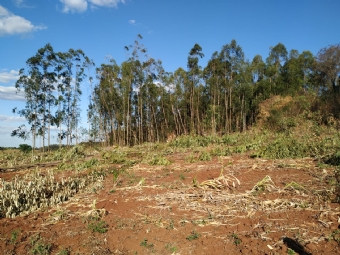 Mulher morre em Corumbata do Sul ao ser atingida por galhos de eucalipto