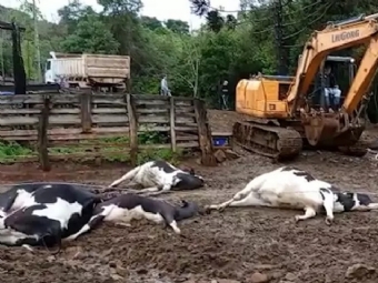 Descarga eltrica mata 19 vacas no Paran
