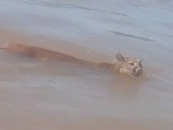 Ona parda  flagrada nadando no Rio Piquiri, em Ubirat; VDEO
