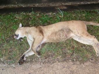 Ona Parda  morta atropelada na PR-239 prximo ao Rio Tricolor em Campina da Lagoa