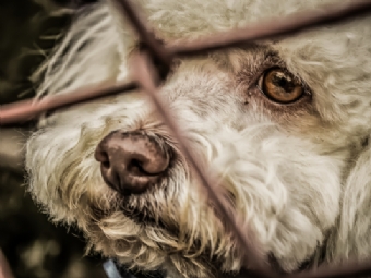 Aps ser agredido e abandonado pelo dono cachorro morre em Roncador