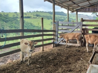 Bezerros furtados so recuperados pela Polcia Civil em Capito Lenidas Marques