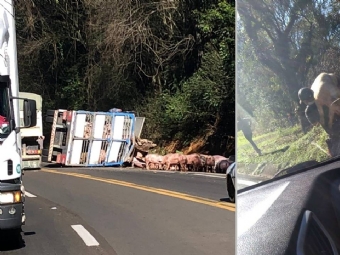 Duas pessoas so presas suspeitas de saquear carga de porcos aps caminho tombar na BR-277, em Virmond