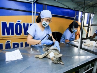Estado castrar gratuitamente 115 animais que recebero microchip individual
