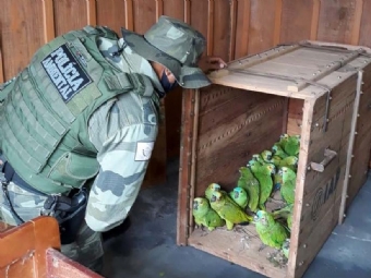 Papagaios resgatados aps tempestade no noroeste do Paran so soltos na natureza