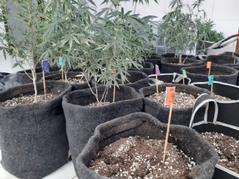 Polcia recebe denncia de tentativa de estupro e encontra estufa de maconha dentro de casa em Curitiba