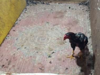 Organizador de rinha de galo  autuado em mais de R$ 12 mil