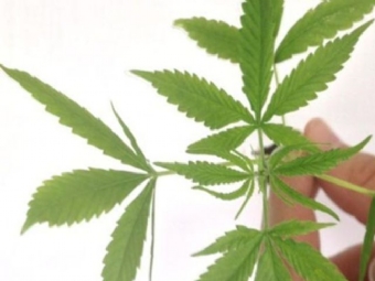 Medicamento  base de Cannabis  liberado pela Anvisa; j so 10 no Brasil