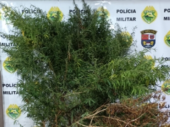Den�ncia de recepta��o leva pol�cia a planta��o de maconha em propriedade rural de Juranda