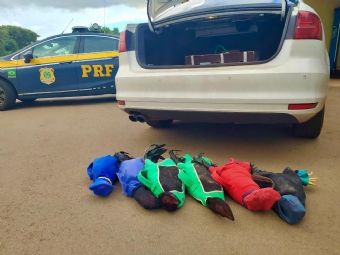 MP obtm liminar em ao contra prefeito de Boa Vista da Aparecida por usos indevidos de veculo oficial, entre eles transporte de galos para rinha