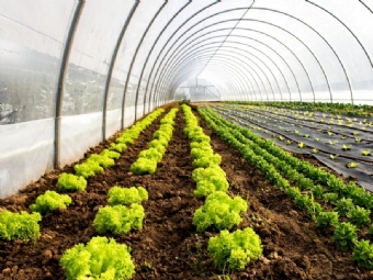 Campina da Lagoa abre inscries para seleo de agricultores familiares beneficirios de estufas agrcolas