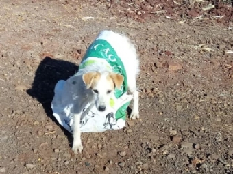 Cachorro  abandonado dentro de saco com a boca amarrada s margens da estrada da Herveira